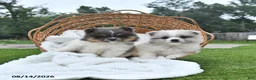 Pomeranian dogs for sale: Lori - Ad 5