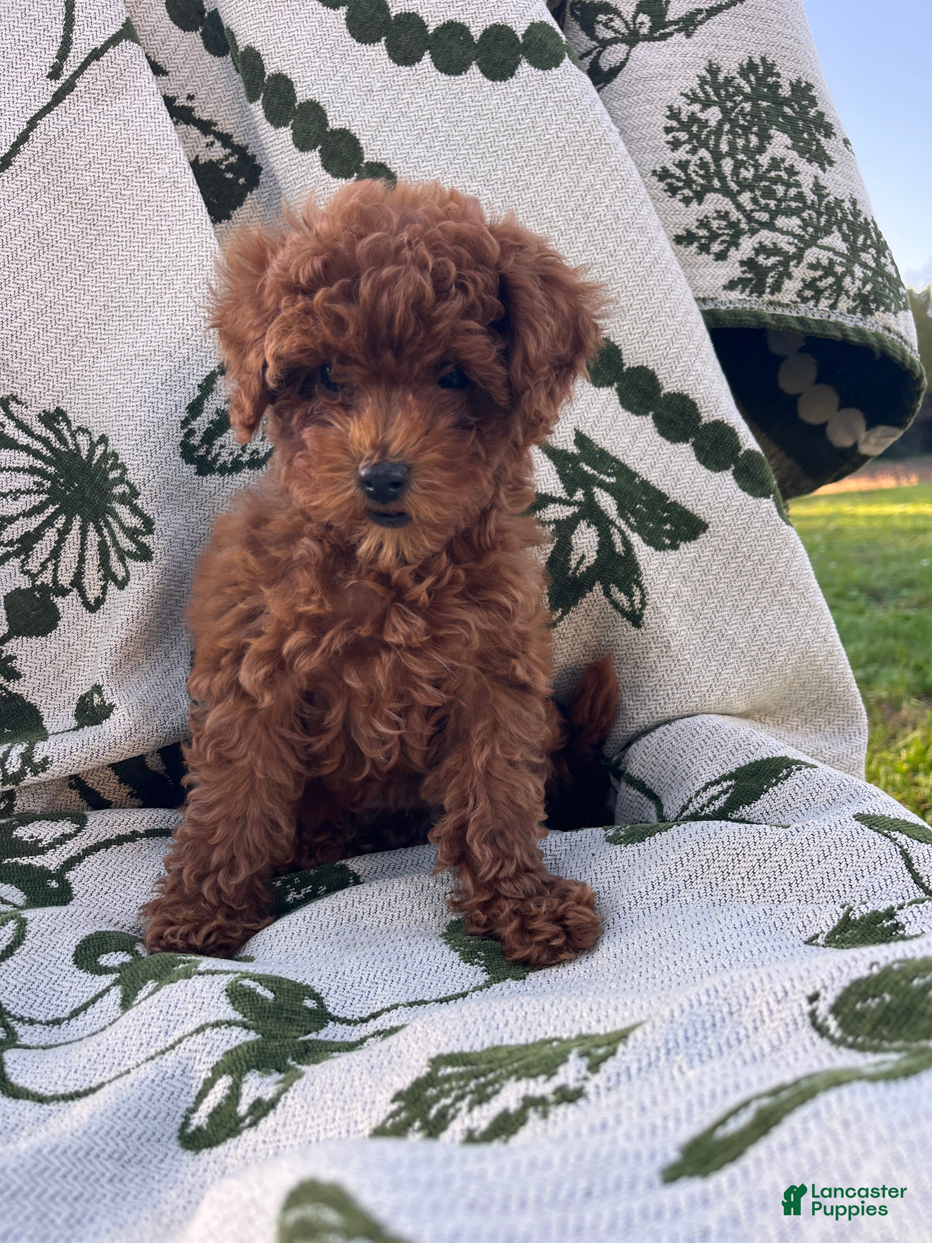 Toy Poodle dogs Sven - Ad 2