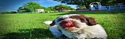 Havapoo dogs for sale: Chippy - Ad 16