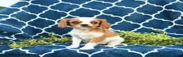 Cavalier King Charles Spaniel dogs for sale: Peanut Blossom - Ad 1