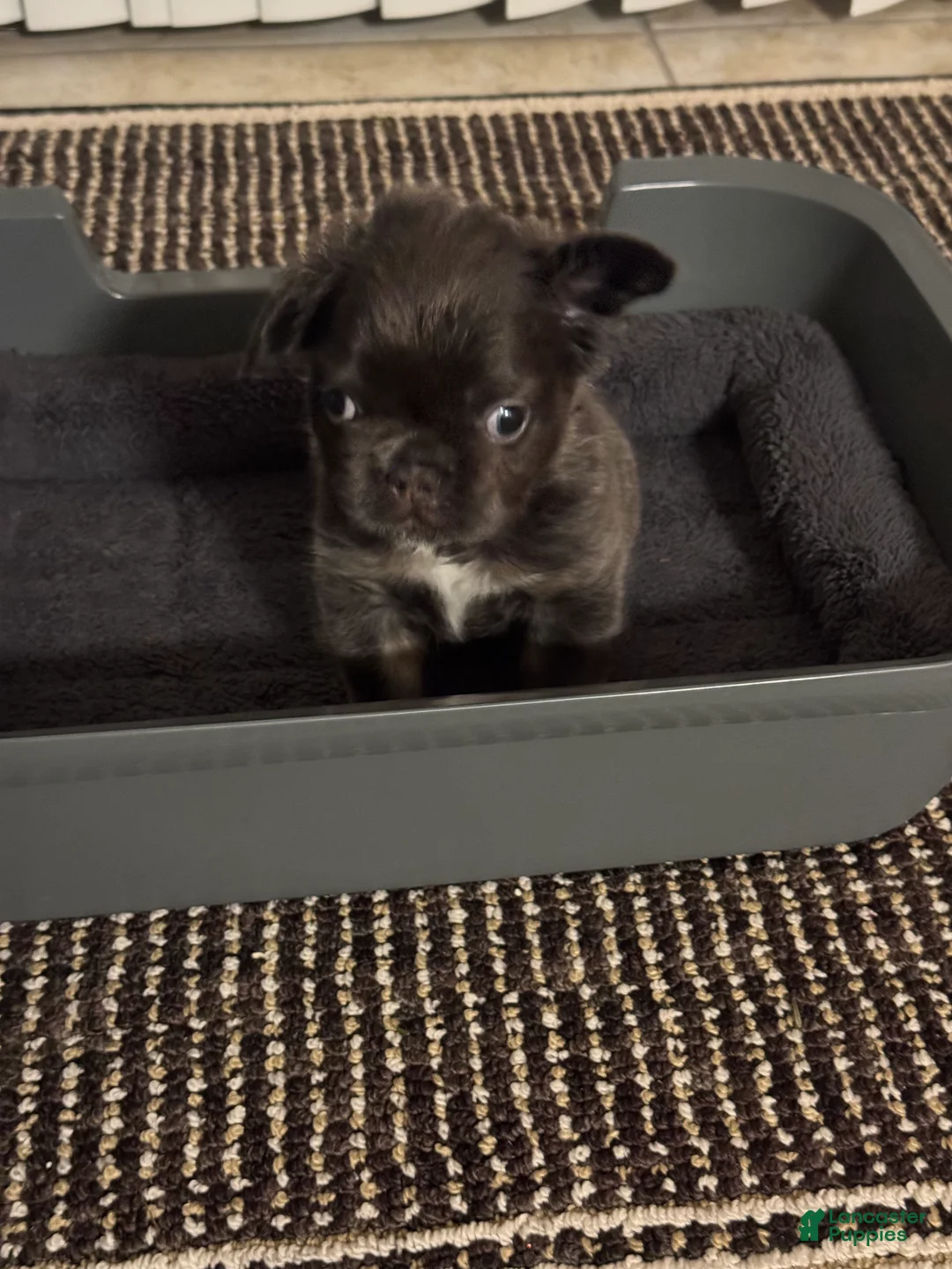 French Bulldog dogs for sale: Peppa - Ad 11