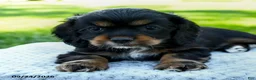 Cocker Spaniel dogs for sale: Coffee - Ad 5