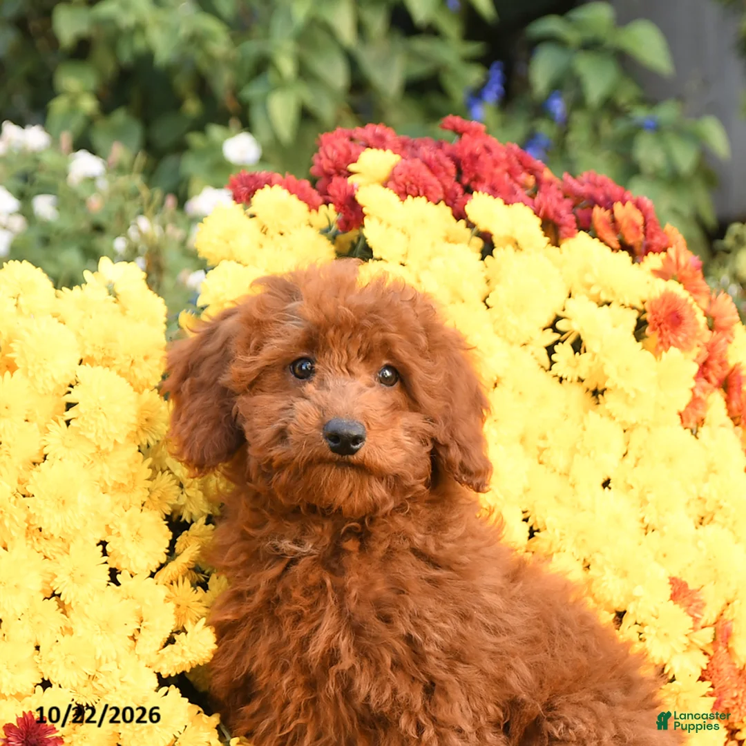Miniature Poodle dogs for sale: Chase - Ad 5