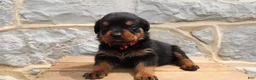 Rottweiler dogs for sale: Brya - Ad 3