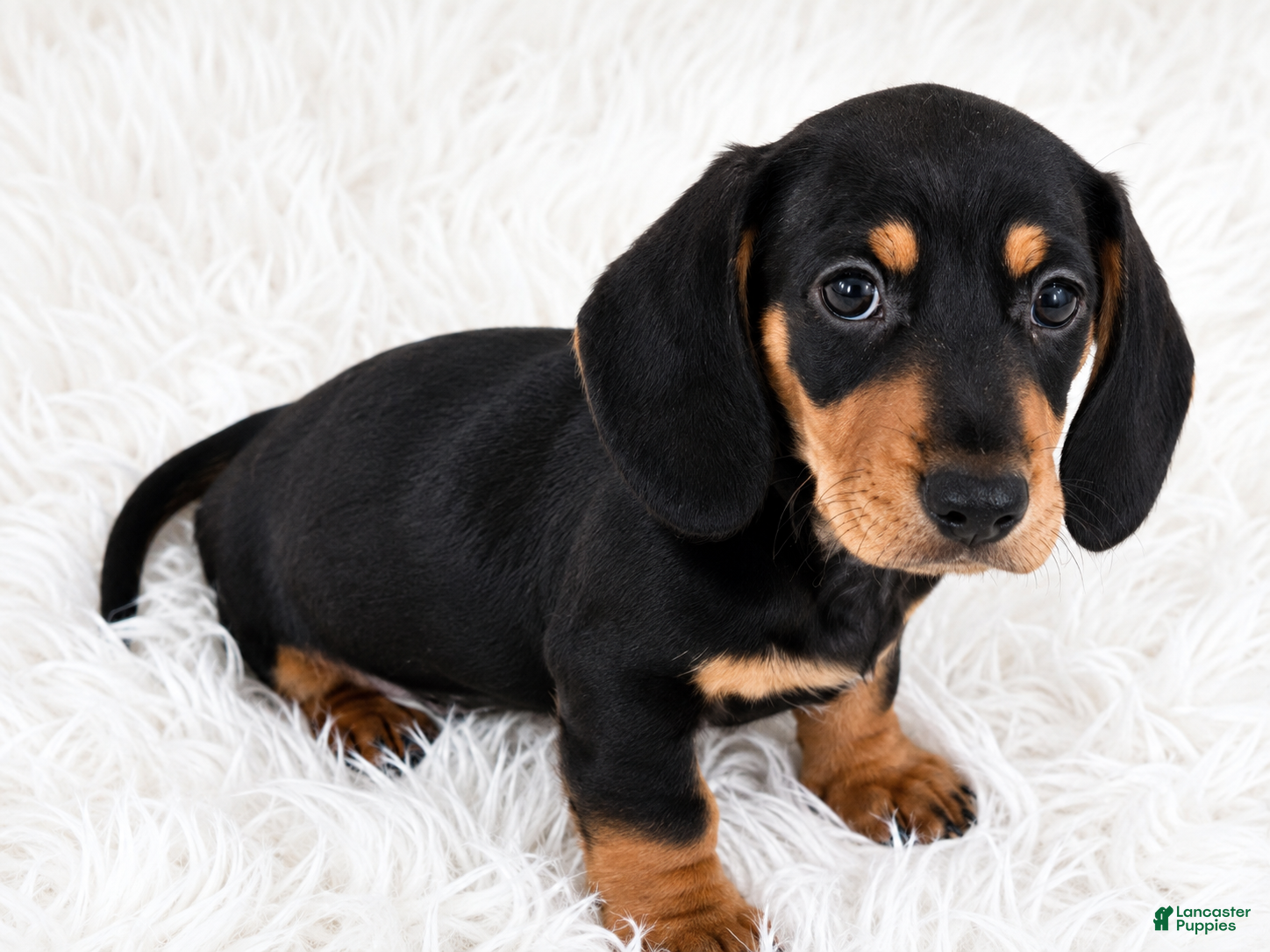 Miniature Dachshund dogs Peaches - Ad 19