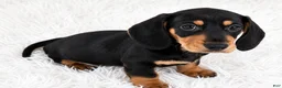 Miniature Dachshund dogs for sale: Peaches - Ad 1