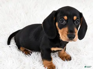 Miniature Dachshund dogs Peaches - Ad 19