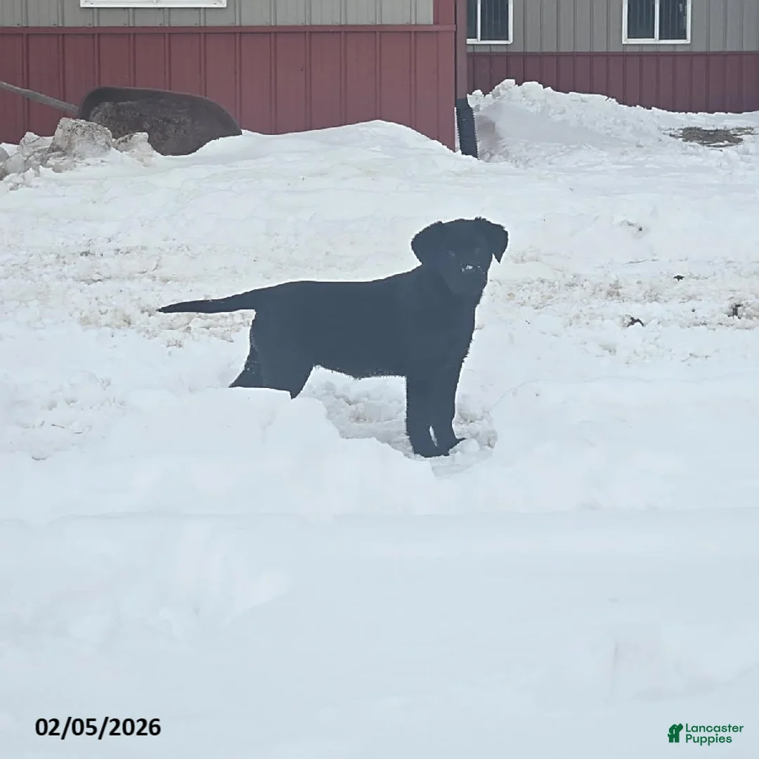 Labrador Retriever dogs for sale: Sherry - Ad 1