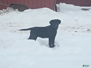 Labrador Retriever dogs Sherry - Ad 17