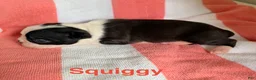 Boston Terrier dogs for sale: Boston Terrier 2 - Ad 4
