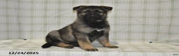 German Shepherd dogs for sale: Makayla - Ad 2