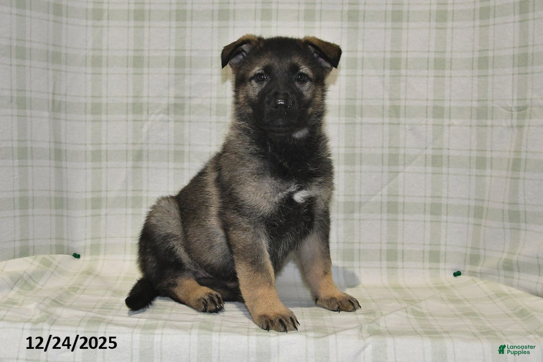 German Shepherd dogs for sale: Makayla - Ad 2