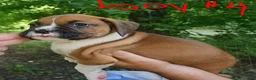 Boxer dogs for sale: Boxer 4 - Ad 2