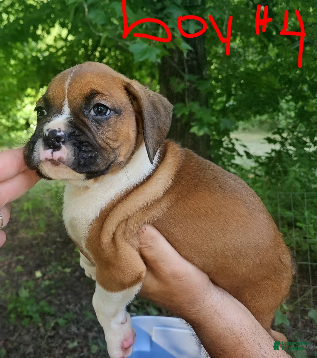 Boxer dogs for sale: Boxer 4 - Ad 2