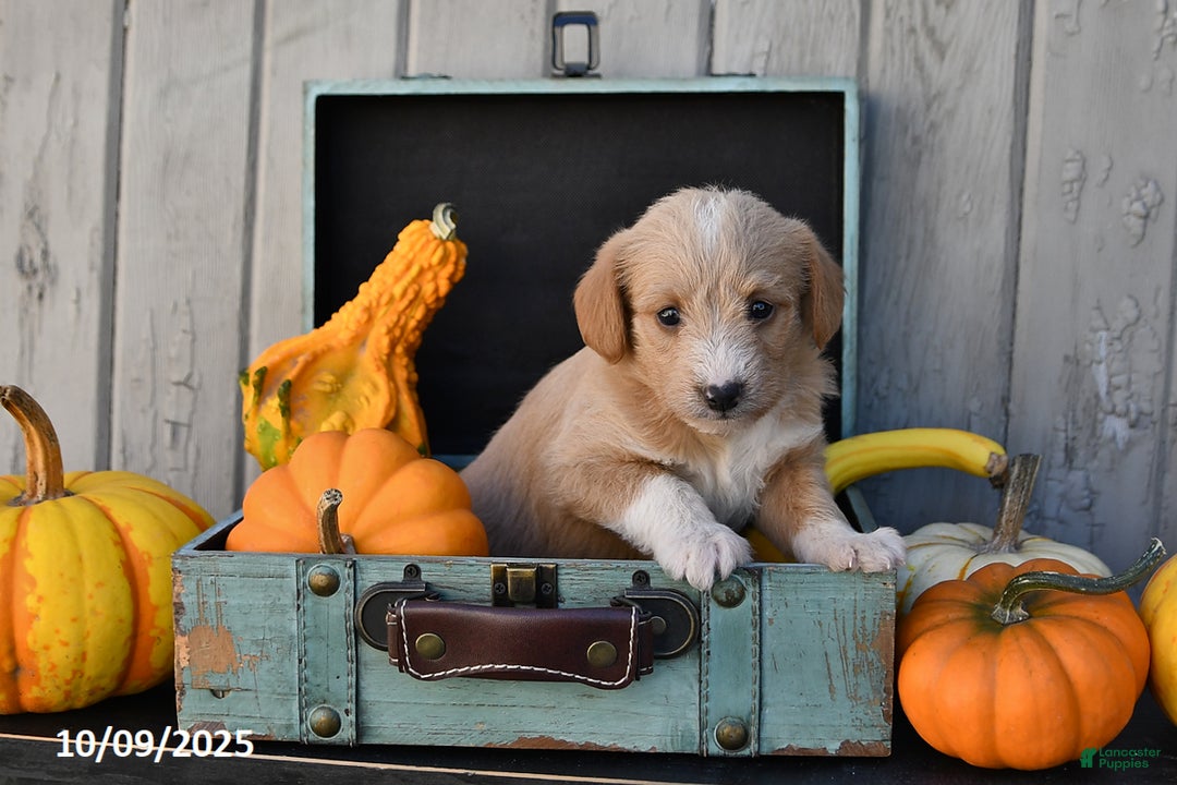 Mixed Breed dogs for sale: Tommy - Ad 9