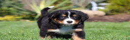 Bernese Mountain Dog dogs for sale: Jewel - Ad 10
