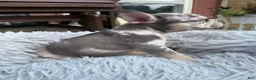 French Bulldog dogs for sale: Jaylynn - Ad 6