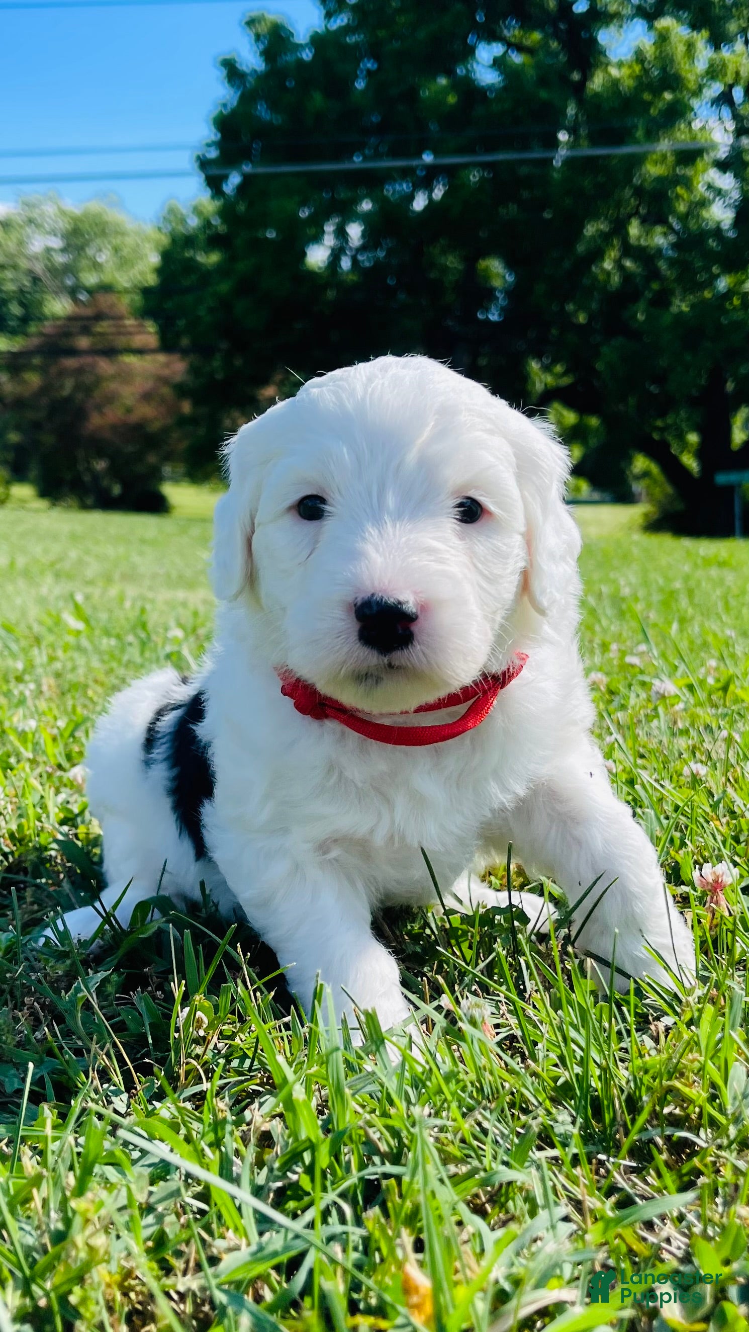 Sheepadoodle dogs Lily  - Ad 18