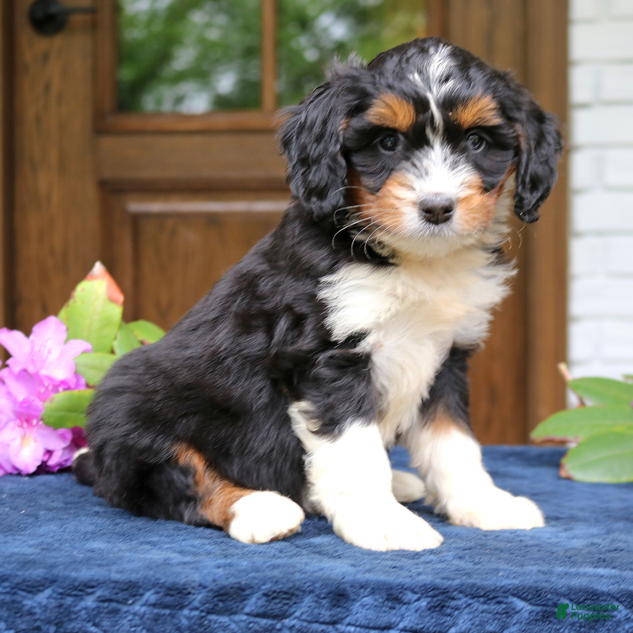 Mini Bernedoodle dogs Diamond  - Ad 2