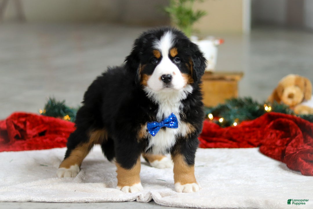 Bernese Mountain Dog dogs for sale: Kody - Ad 5