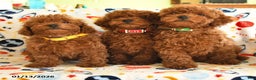 Miniature Poodle dogs for sale: Merry - Ad 5