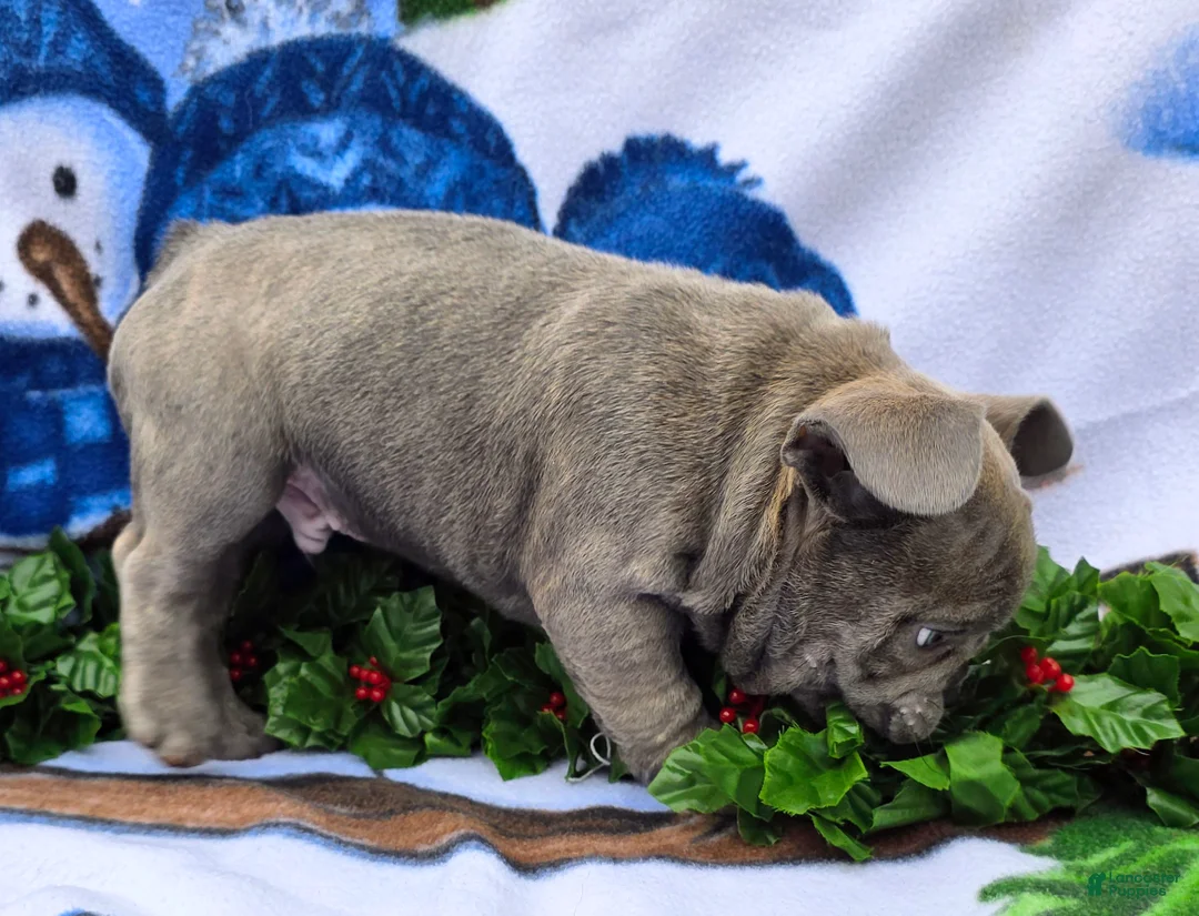 French Bulldog dogs for sale: Hunter - Ad 6
