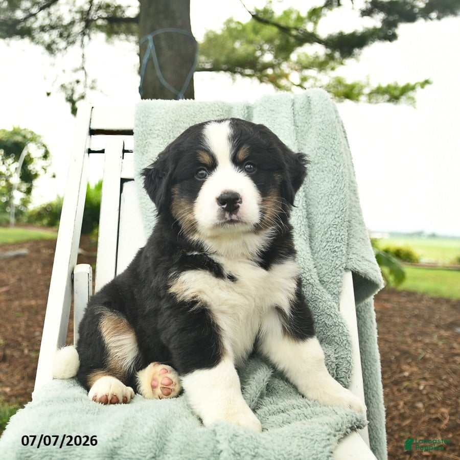 Mixed Breed dogs Rain  - Ad 1
