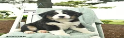 Mixed Breed dogs for sale: Rain  - Ad 1