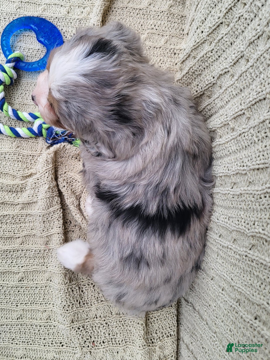 Mini Bernedoodle dogs for sale: Susie - Ad 8