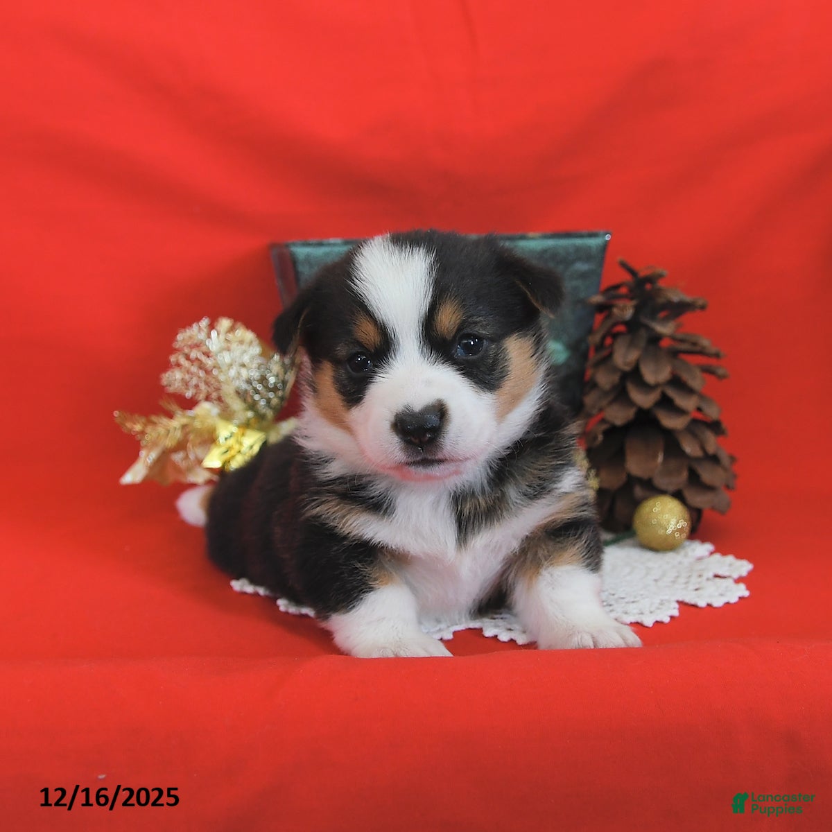 Welsh Corgi Pembroke dogs Pupcake - Ad 20