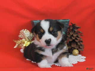 Welsh Corgi Pembroke dogs Pupcake - Ad 16