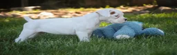Boxer dogs for sale: Daisy - Ad 3