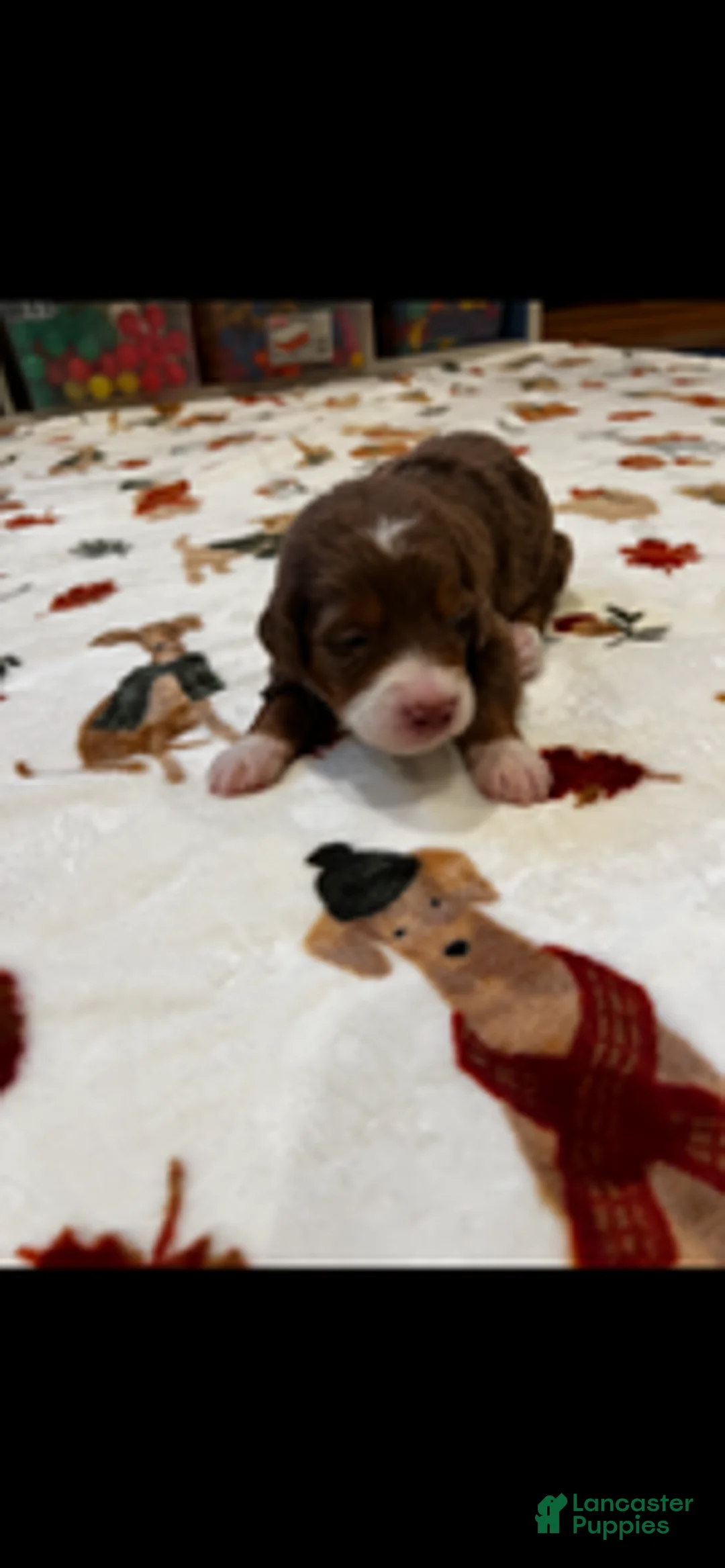 Bernedoodle dogs for sale: Chocolate Hershey (Grey) - Ad 4