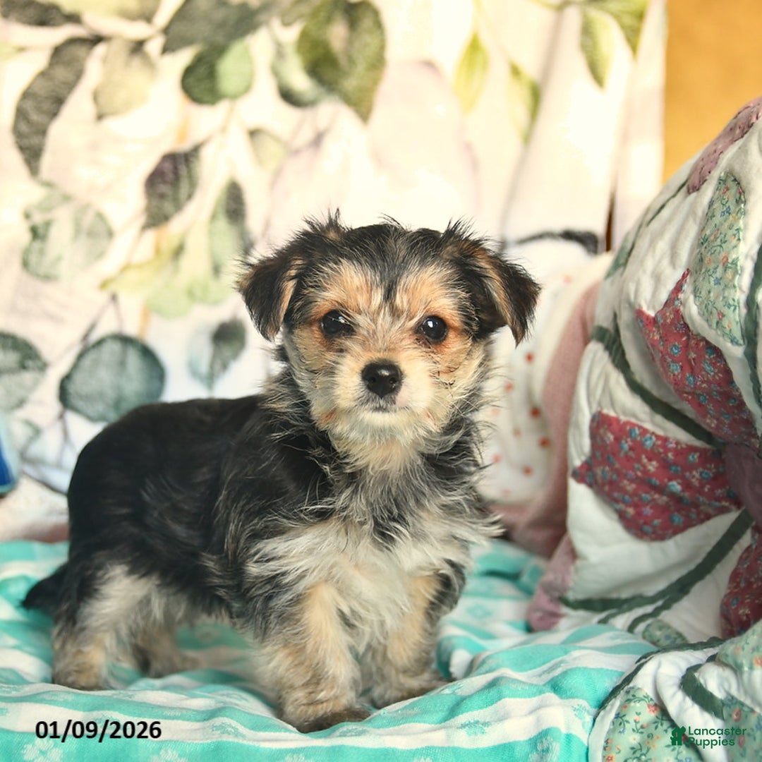 Morkie dogs for sale: Betty   - Ad 1
