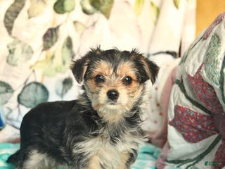 Morkie dogs Betty - Ad 5