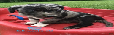 Bluey, Male