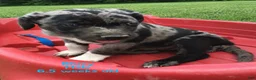 Catahoula Leopard Dog dogs for sale: Bluey, Male - Ad 1