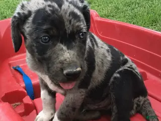 Catahoula Leopard Dog dogs for sale: Bluey, Male - Ad 3