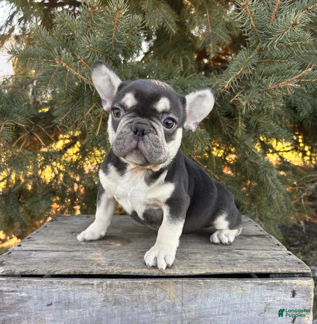 French Bulldog dogs for sale: Romeo - Ad 3