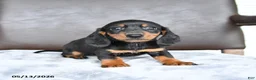 Miniature Dachshund dogs for sale: Charm  - Ad 3