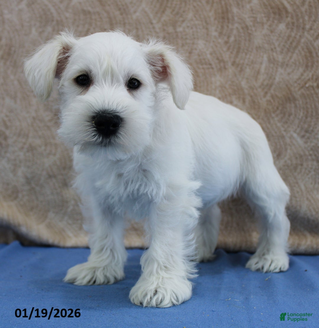 Miniature Schnauzer dogs for sale: Quincey - Ad 3