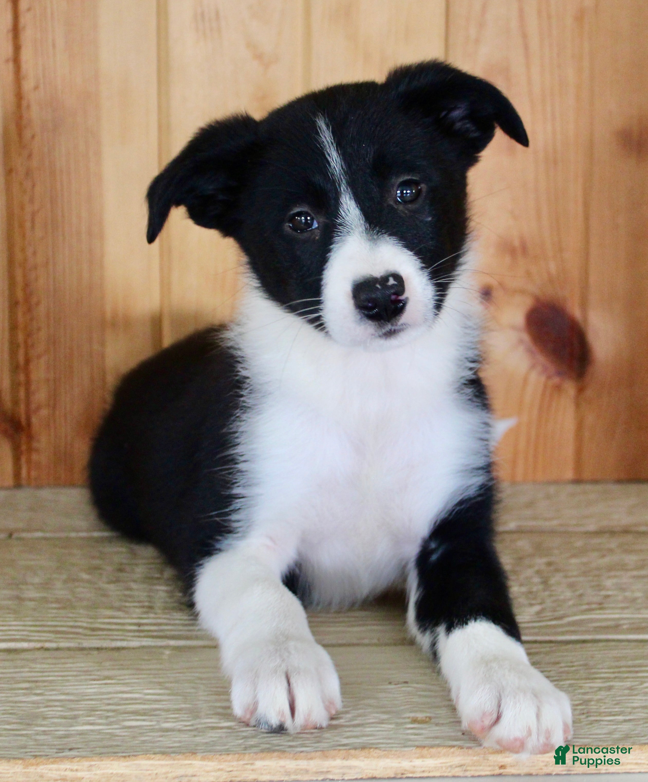 Border Collie dogs Annie  - Ad 1