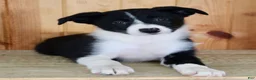 Border Collie dogs for sale: Annie  - Ad 1