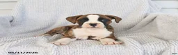 Boxer dogs for sale: Ruby - Ad 3