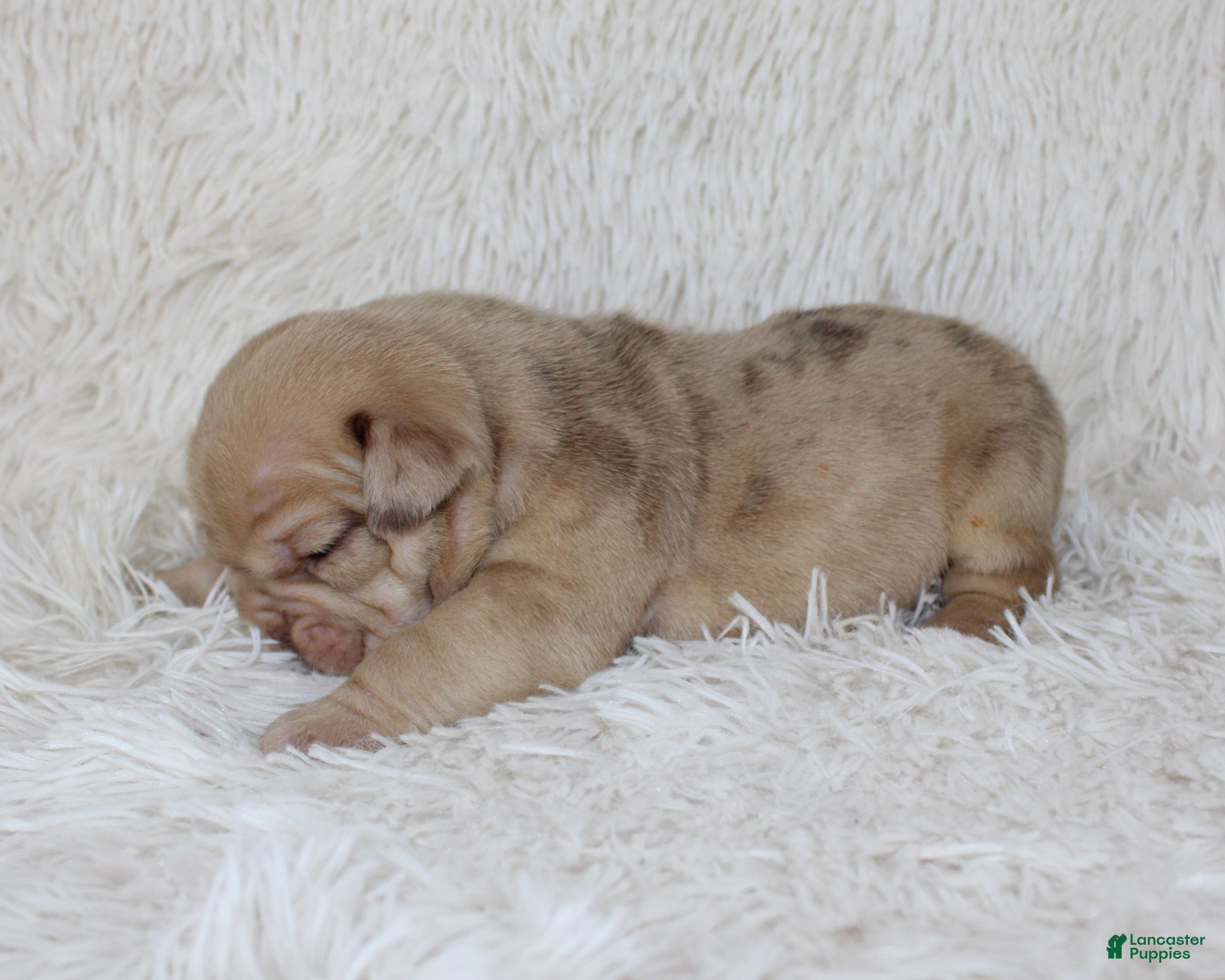 English Bulldog dogs Karis - Ad 2