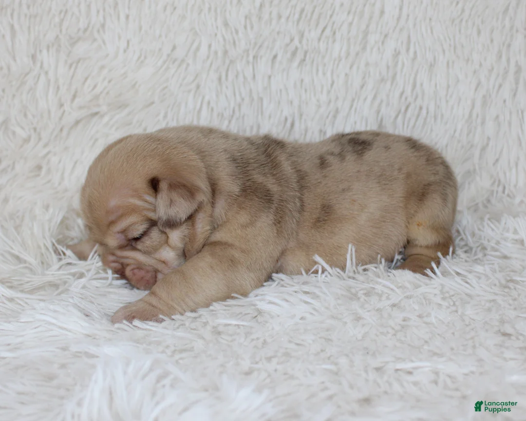 English Bulldog dogs for sale: Karis - Ad 2