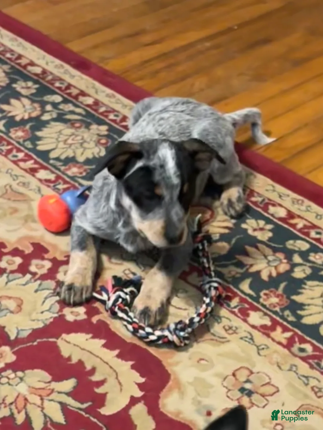 Australian Cattle Dog dogs for sale: Larry - Ad 4