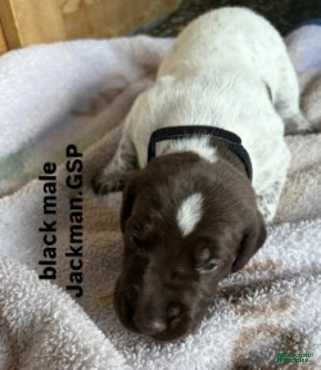 German Shorthaired Pointer dogs for sale: Black Male - Ad 1