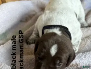 German Shorthaired Pointer dogs for sale: Black Male - Ad 1
