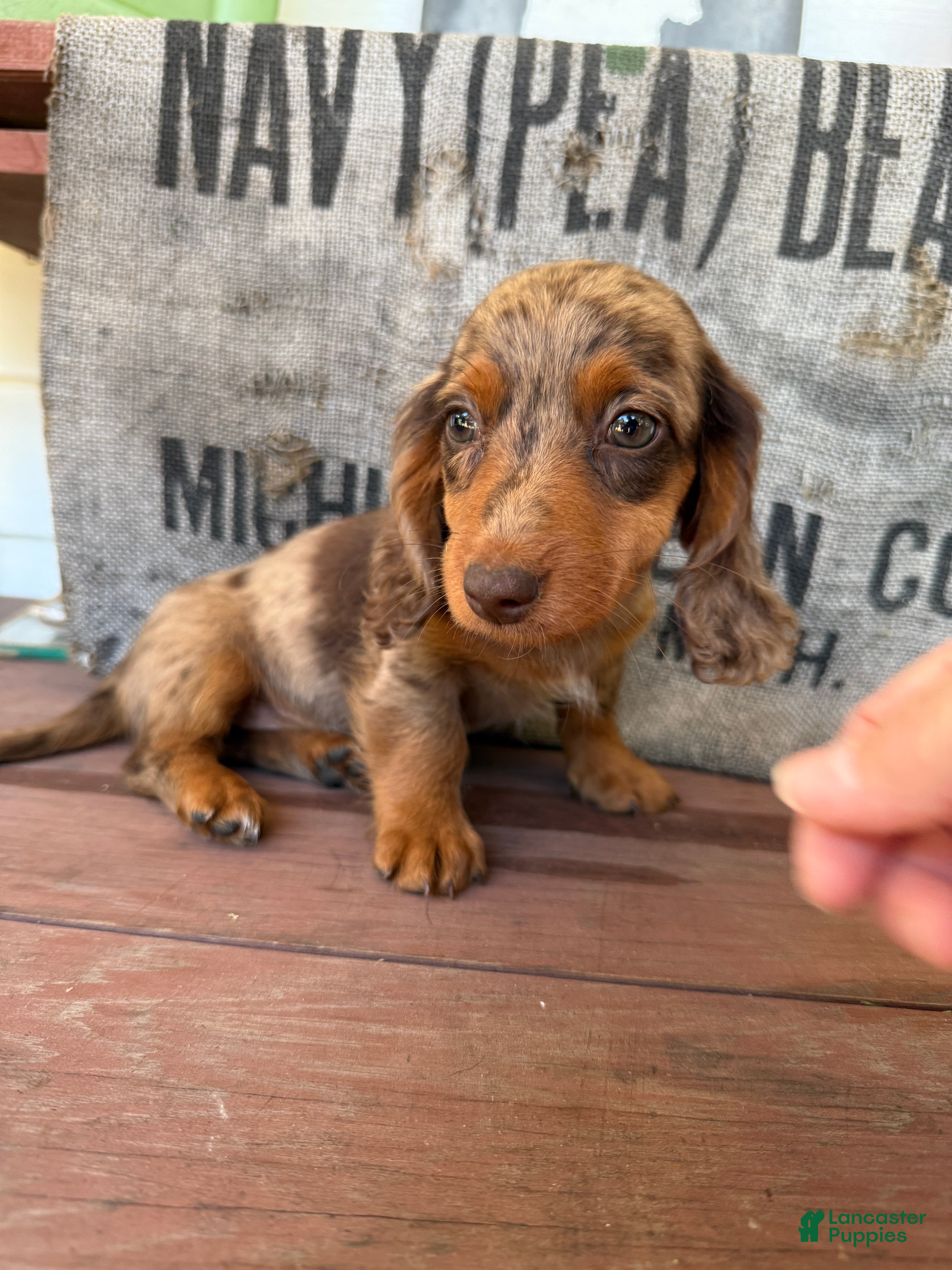 Miniature Dachshund dogs Lucy - Ad 1